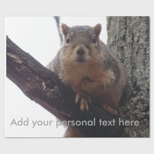 Eichhörnchen, das auf Ihr Packpapier schaut (Flach)