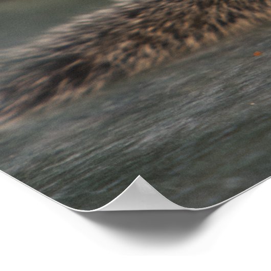 Eichhörnchen, das aus einer Kaffeetasse in Indien  Poster (Ecke)