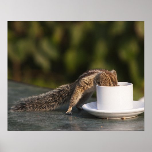 Eichhörnchen, das aus einer Kaffeetasse in Indien  Poster (Vorne)