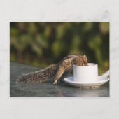 Eichhörnchen, das aus einer Kaffeetasse in Indien Postkarte (Vorderseite)