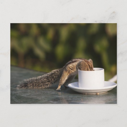 Eichhörnchen, das aus einer Kaffeetasse in Indien Postkarte (Vorderseite)