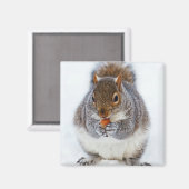 Eichhörnchen, das ein Nut-Foto isst Magnet (Vorderseite/Rückseite)