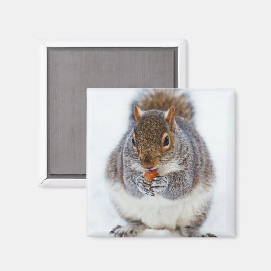 Eichhörnchen, das ein Nut-Foto isst Magnet (Vorderseite/Rückseite)