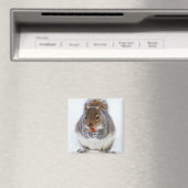 Eichhörnchen, das ein Nut-Foto isst Magnet (In Situ (Geschirrspüler))