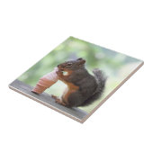 Eichhörnchen, das eine Eistüte isst Fliese (Seite)