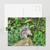 Eichhörnchen, das eine Erdnuss isst Postkarte (Vorne/Hinten)