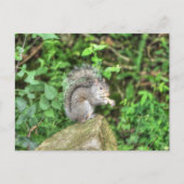 Eichhörnchen, das eine Erdnuss isst Postkarte (Vorderseite)