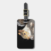 Eichhörnchen, das eine Nuss isst Gepäckanhänger (Vorderseite vertikal)