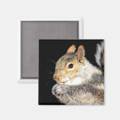 Eichhörnchen, das eine Nuss isst Magnet (Vorderseite/Rückseite)