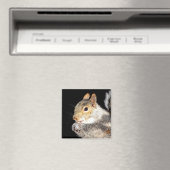 Eichhörnchen, das eine Nuss isst Magnet (In Situ (Geschirrspüler))