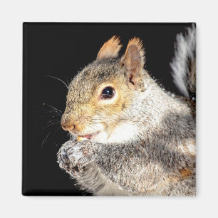 Eichhörnchen, das eine Nuss isst Magnet