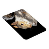 Eichhörnchen, das eine Nuss isst Magnet (Rechte Seite)