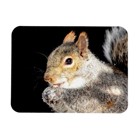 Eichhörnchen, das eine Nuss isst Magnet (Horizontal)