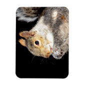 Eichhörnchen, das eine Nuss isst Magnet (Vertikal)