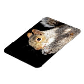 Eichhörnchen, das eine Nuss isst Magnet (Linke Seite)