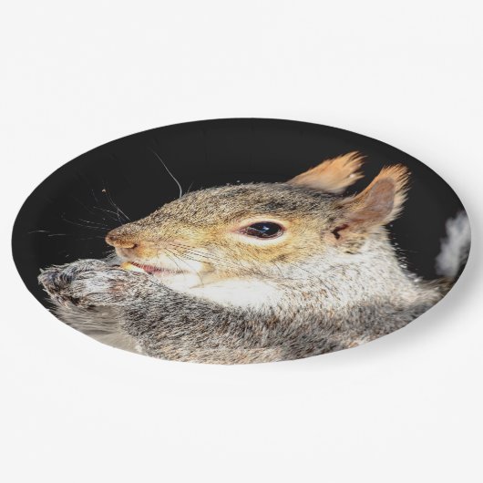 Eichhörnchen, das eine Nuss isst Pappteller (Schrägansicht)
