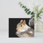 Eichhörnchen, das eine Nuss isst Postkarte (Stehend Vorderseite)