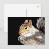 Eichhörnchen, das eine Nuss isst Postkarte (Vorne/Hinten)