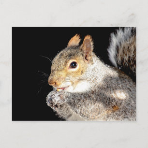 Eichhörnchen, das eine Nuss isst Postkarte