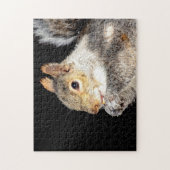 Eichhörnchen, das eine Nuss isst Puzzle (Vertikal)