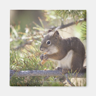 Eichhörnchen, das einen Kiefernkegel 2 isst Magnet