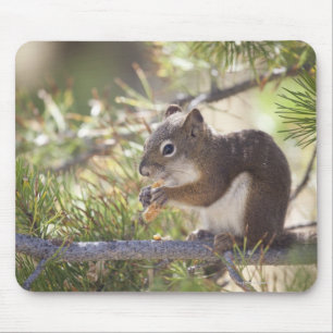 Eichhörnchen, das einen Kiefernkegel 2 isst Mousepad