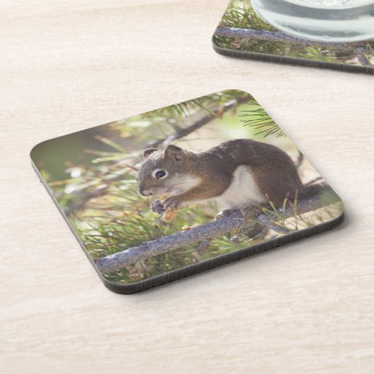 Eichhörnchen, das einen Kiefernkegel 2 isst Untersetzer (Linke Seite)