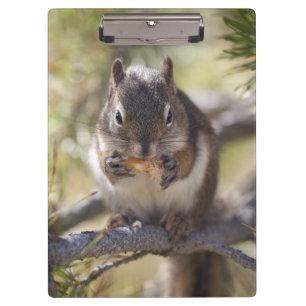 Eichhörnchen, das einen Kiefernkegel isst Klemmbrett