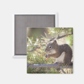 Eichhörnchen, das Kiefernzapfen 2 isst Magnet (Vorderseite/Rückseite)
