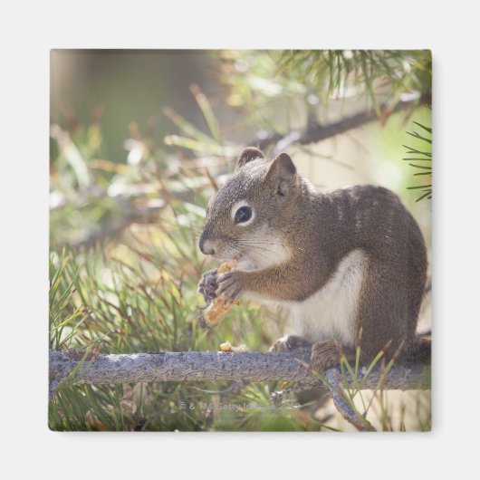 Eichhörnchen, das Kiefernzapfen 2 isst Magnet (Vorne)