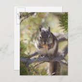 Eichhörnchen, das Kiefernzapfen isst Postkarte (Vorne/Hinten)