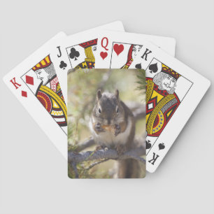 Eichhörnchen, das Kiefernzapfen isst Spielkarten
