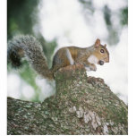 Eichhörnchen, das Nuss isst Freistehende Fotoskulptur<br><div class="desc">Eichhörnchen genießt Frühstück an Riverhills Park in der Tempel-Terrasse,  Florida.</div>