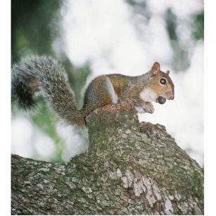 Eichhörnchen, das Nuss isst Freistehende Fotoskulptur