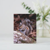 Eichhörnchen, das seine Mahlzeit genießt Postkarte (Stehend Vorderseite)