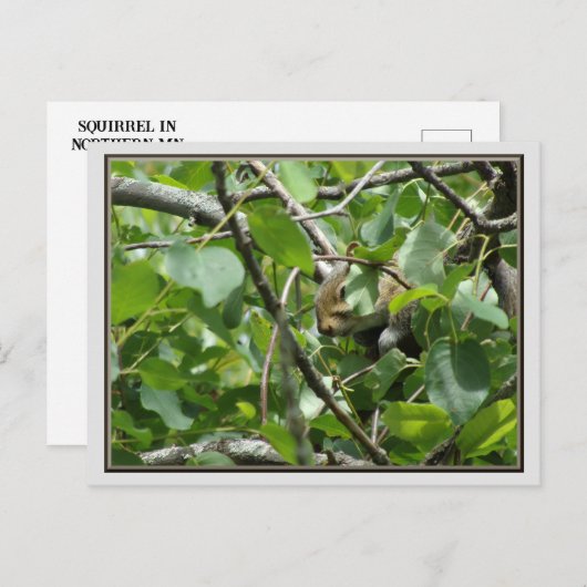 Eichhörnchen, das sich in einer Tree-Postkarte ver Postkarte (Vorne/Hinten)