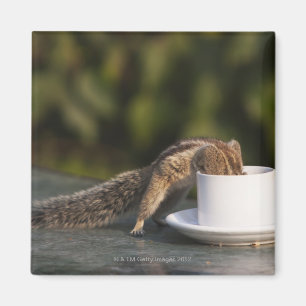 Eichhörnchen, das von der Kaffeetasse am Inder Magnet