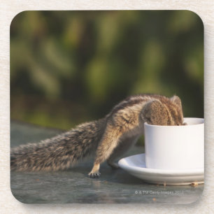 Eichhörnchen, das von der Kaffeetasse am Inder Untersetzer