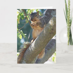Eichhörnchen, denken Sie Karte