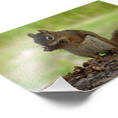 Eichhörnchen, der Con isst Fotodruck (Ecke)