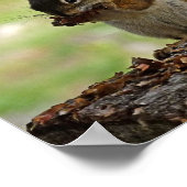Eichhörnchen, der Con isst Poster (Ecke)