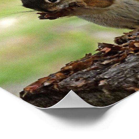 Eichhörnchen, der Con isst Poster (Ecke)