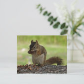 Eichhörnchen, der Con isst Postkarte (Stehend Vorderseite)