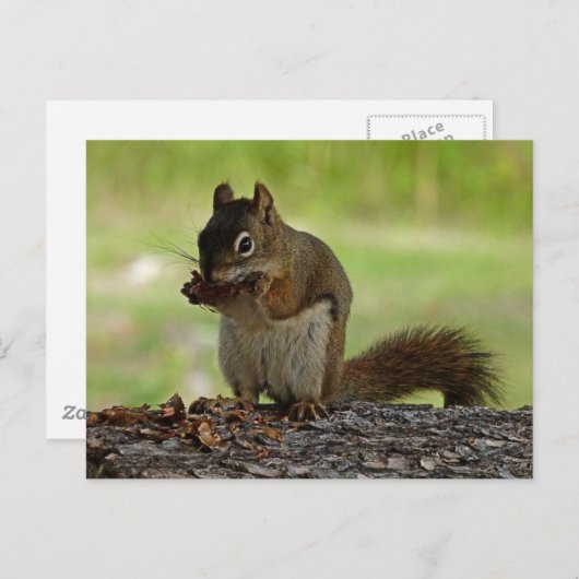Eichhörnchen, der Con isst Postkarte (Vorne/Hinten)