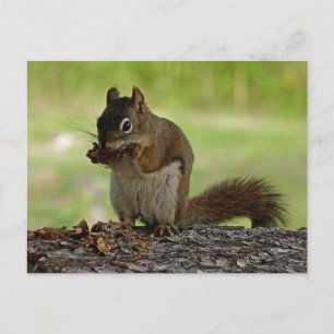 Eichhörnchen, der Con isst Postkarte