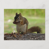 Eichhörnchen, der Con isst Postkarte (Vorderseite)