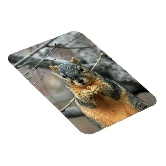 Eichhörnchen, der eine Nut isst Magnet (Rechte Seite)