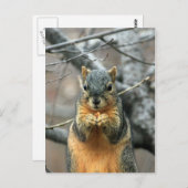 Eichhörnchen, der eine Nut isst Postkarte (Vorne/Hinten)