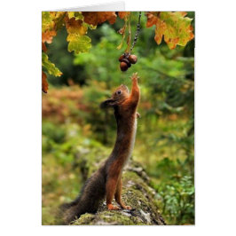 Eichhörnchen, die an einem Herbsttag nach Acorn ko