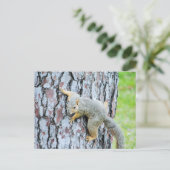 Eichhörnchen, die einen Baum kriechen Postkarte (Stehend Vorderseite)